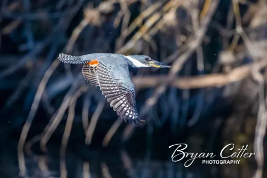 Ringed Kingfisher