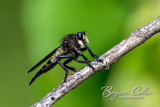 Robberfly