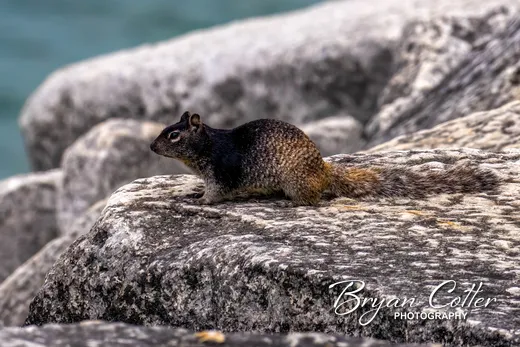 Rock Squirrel