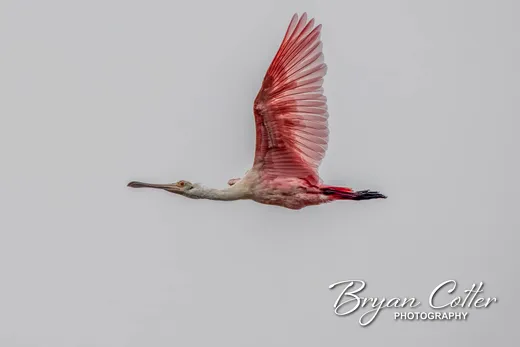 Roseate Spoonbill