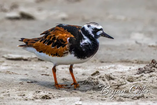 Ruddy Turnstone
