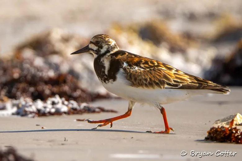 Ruddy Turnstone