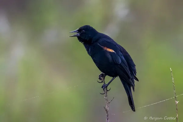 Red-winged Blackbird