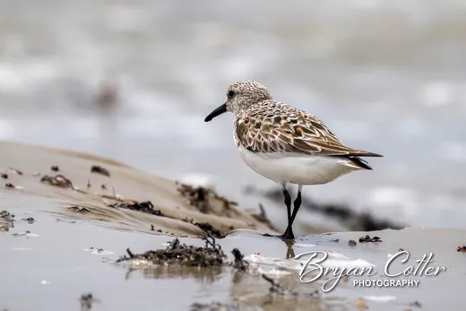 Sanderling