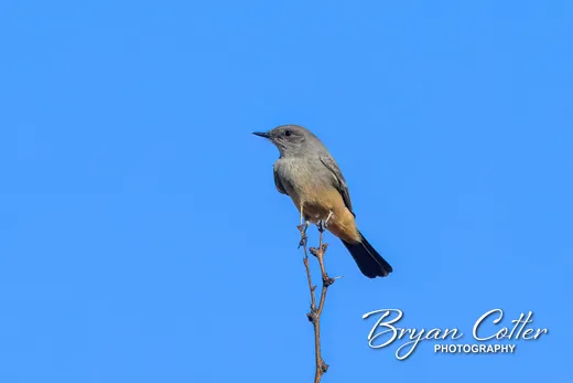 Say's Phoebe