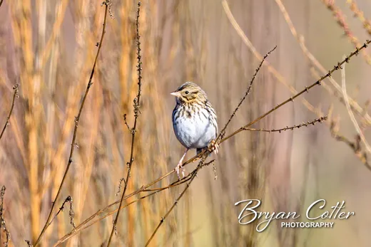 Savannah Sparrow