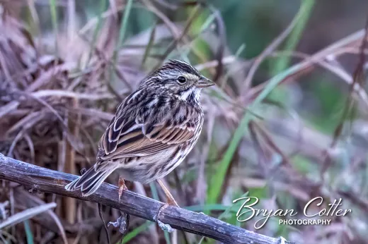 Savannah Sparrow