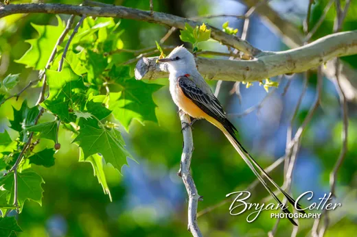 Scissor-tailed Flycatcher