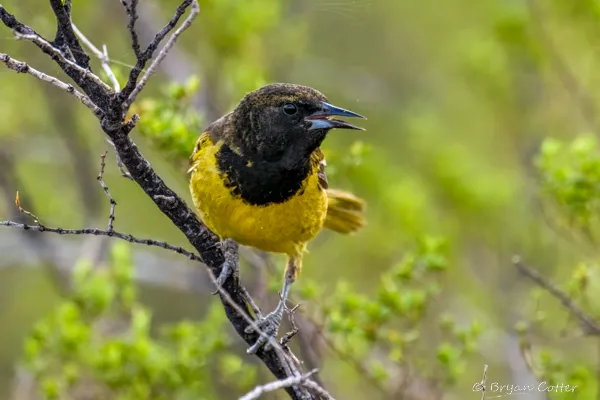 Scott's Oriole