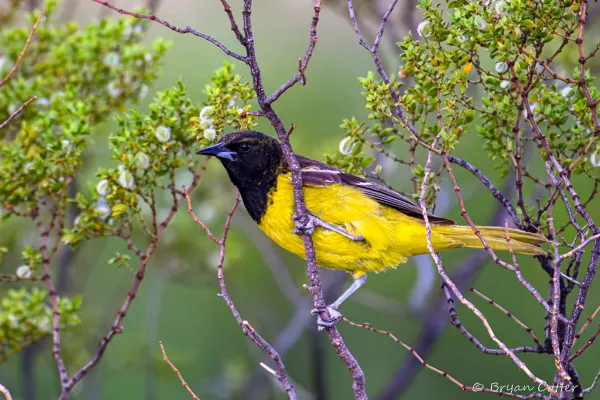 Scott's Oriole