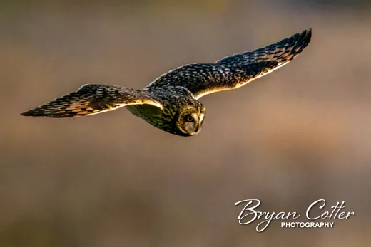 Short-eared Owl