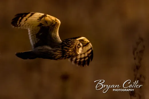 Short-eared Owl