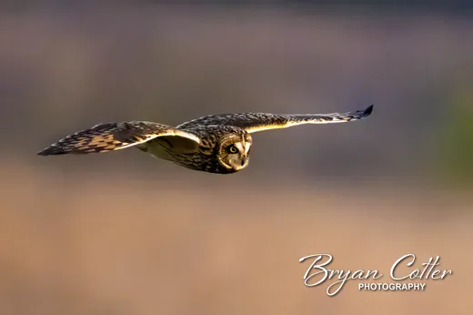 Short-eared Owl