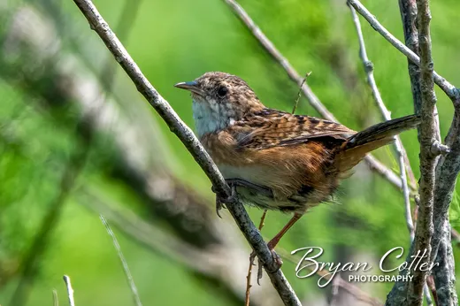 Sedge Wren