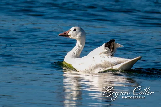 Snow Goose