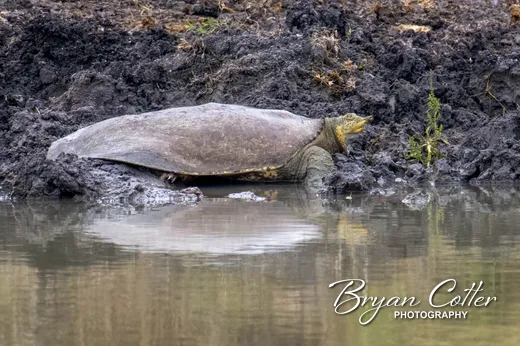 Spiny Softshell Turtle