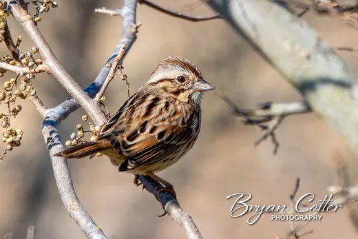 Song Sparrow