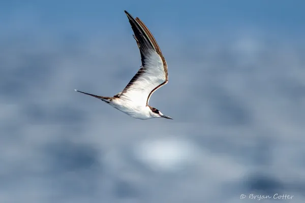 Sooty Tern