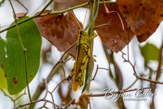 Spotted Bird Grasshopper