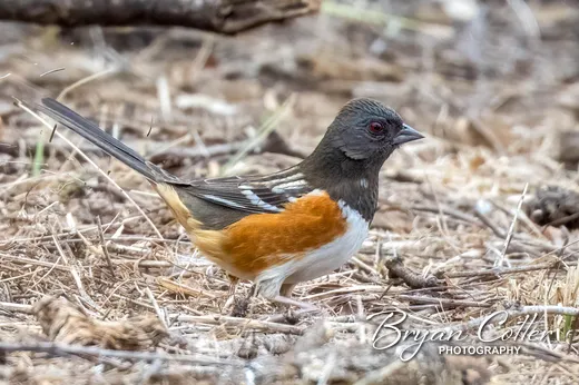 Spotted Towhee