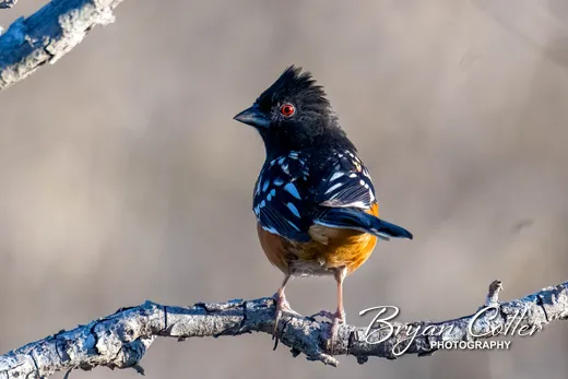 Spotted Towhee