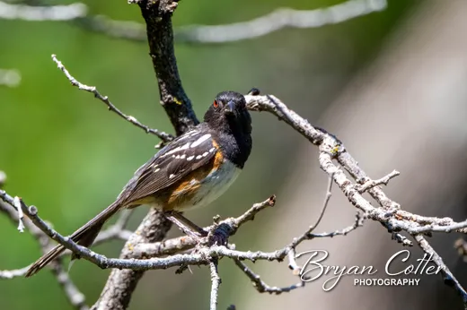 Spotted Towhee