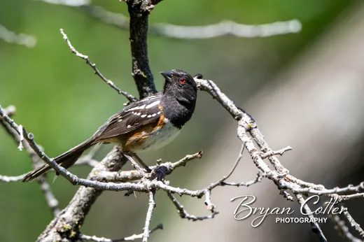Spotted Towhee