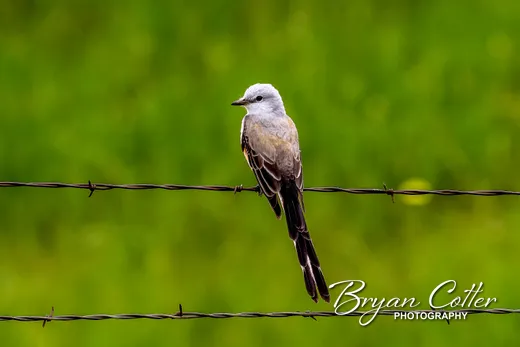 Scissor-tailed Flycatcher