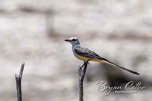 Scissor-tailed Flycatcher
