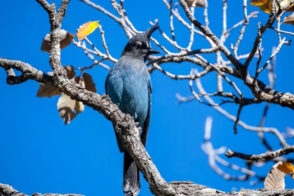 Steller's Jay