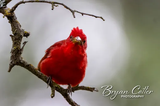 Summer Tanager