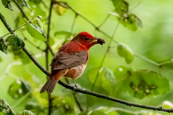 Summer Tanager