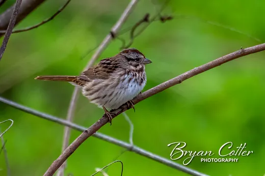Swamp Sparrow