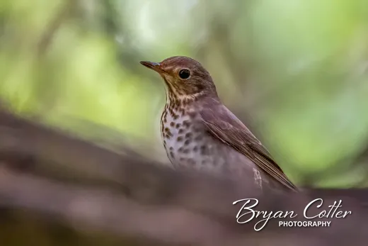 Swainson's Thrush