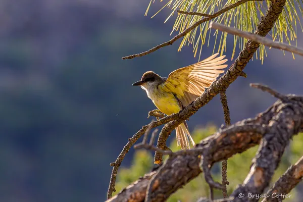 Thick-billed Kingbird