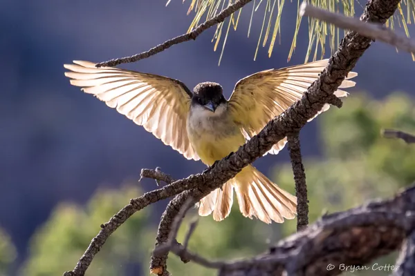 Thick-billed Kingbird