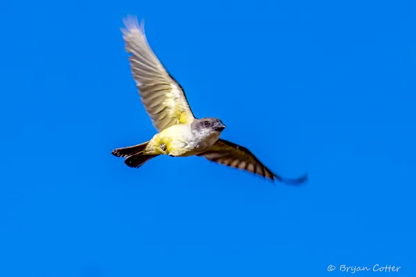 Thick-billed Kingbird