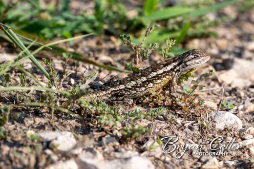 Texas Spiny Lizard