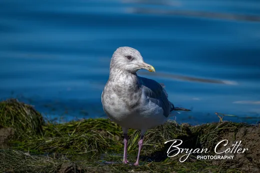 Thayer's Gull