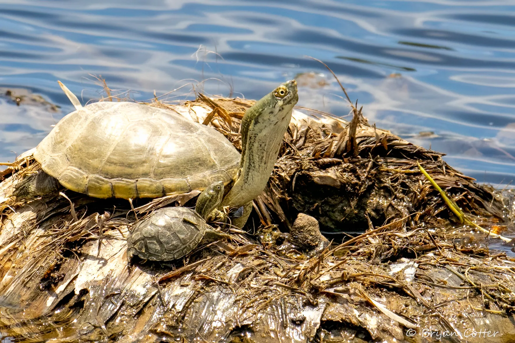 Turtle