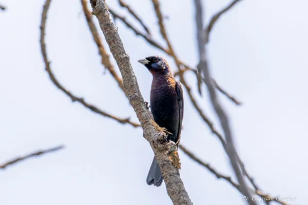 Varied Bunting
