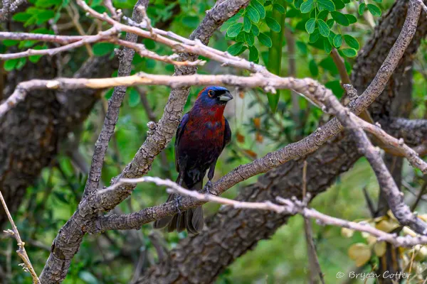 Varied Bunting
