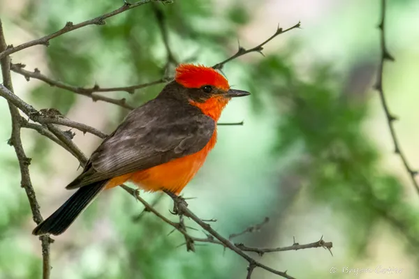 Vermilion Flycatcher