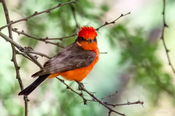 Vermilion Flycatcher