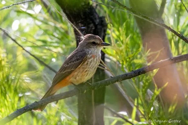 Vermilion Flycatcher