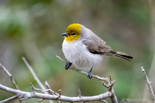 Verdin