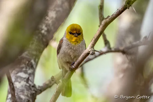 Verdin