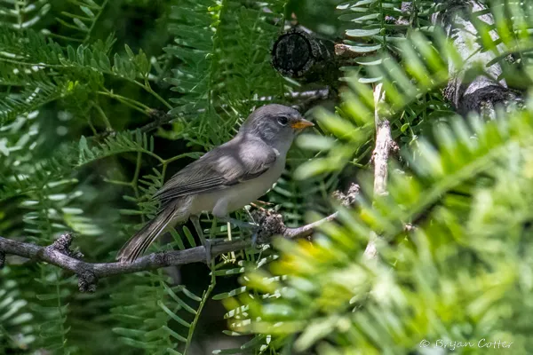 Verdin
