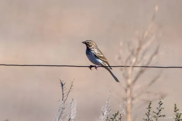 Vesper Sparrow