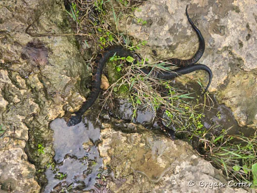 Cottonmouth